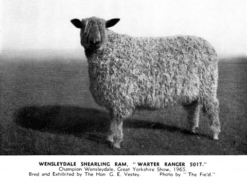 Wensleydale Shearling Ram