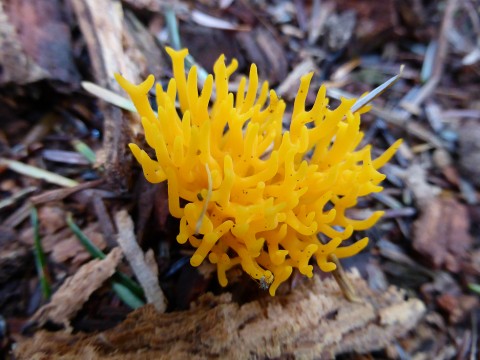 Yellow Stagshorn 2